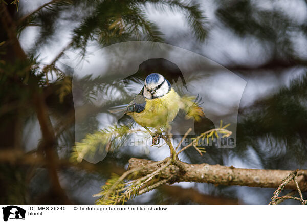 bluetit / MBS-26240