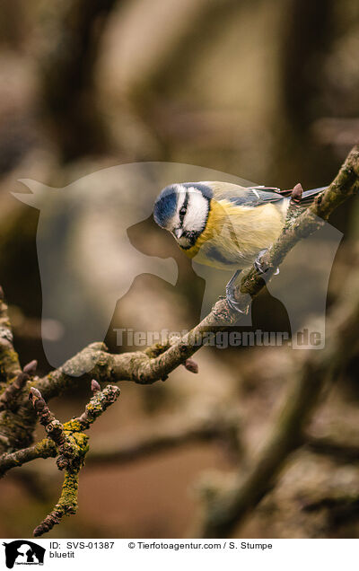Blaumeise / bluetit / SVS-01387