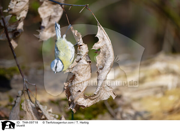 bluetit / THA-09718