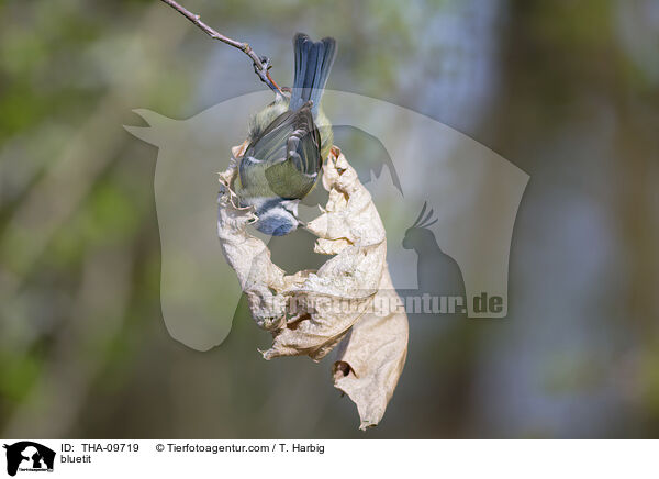 bluetit / THA-09719