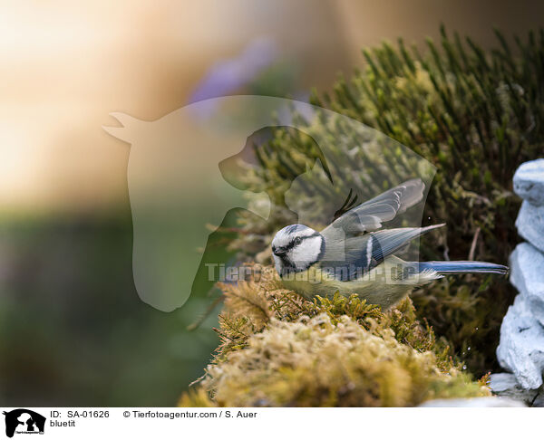 Blaumeise / bluetit / SA-01626