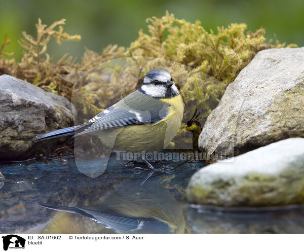 Blaumeise / bluetit / SA-01662