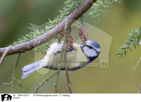 bluetit / THA-10511