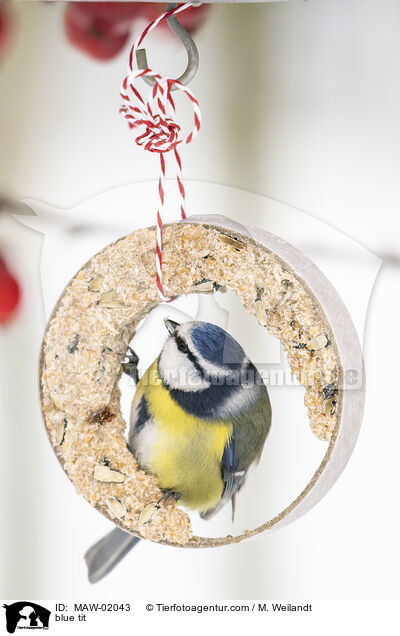 blue tit / MAW-02043