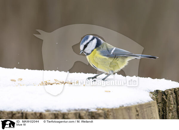 blue tit / MAW-02044