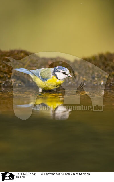Blaumeise / blue tit / DMS-15631