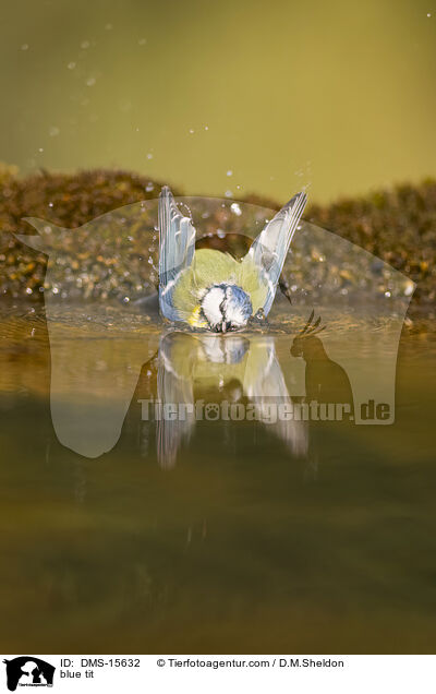 Blaumeise / blue tit / DMS-15632