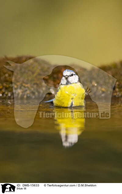 Blaumeise / blue tit / DMS-15633