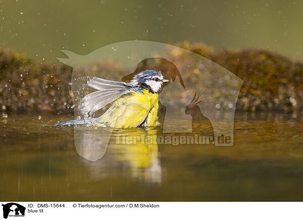 Blaumeise / blue tit / DMS-15644