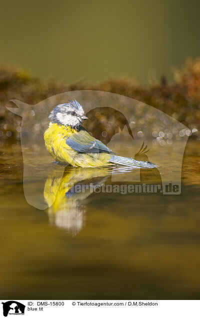 Blaumeise / blue tit / DMS-15800