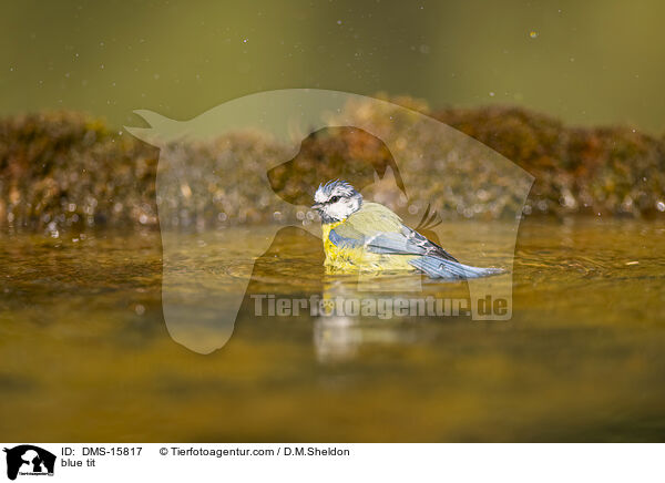 Blaumeise / blue tit / DMS-15817