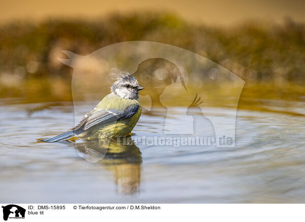 Blaumeise / blue tit / DMS-15895