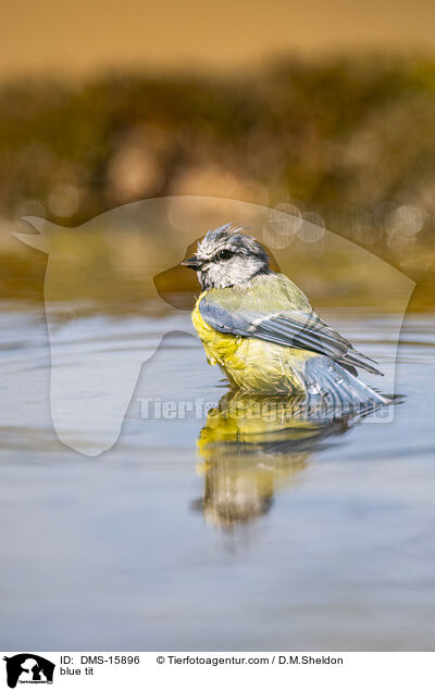 Blaumeise / blue tit / DMS-15896