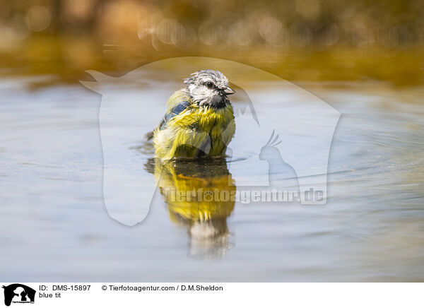 Blaumeise / blue tit / DMS-15897