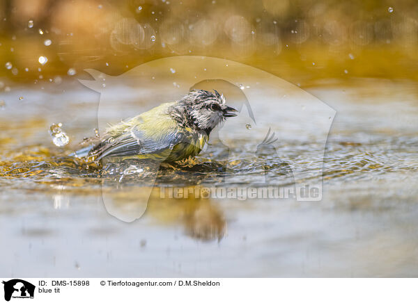 Blaumeise / blue tit / DMS-15898
