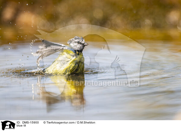 Blaumeise / blue tit / DMS-15900