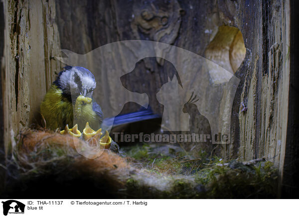 Blaumeise / blue tit / THA-11137