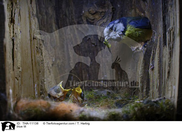 Blaumeise / blue tit / THA-11138