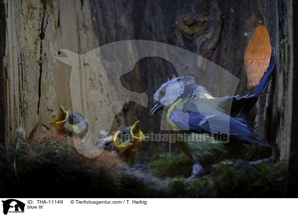 Blaumeise / blue tit / THA-11149