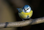 tit