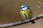 tit