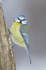 bluetit