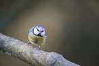 bluetit