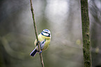bluetit
