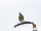 Bluetit