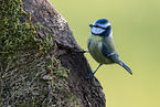 blue tit