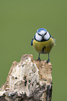 blue tit