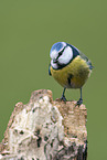blue tit