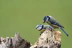 blue tit