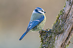 blue tit