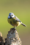 blue tit