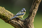 Blue tit sits on branch
