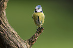 Blue tit sits on branch