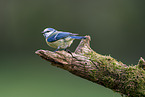 Blue tit sits on branch