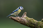 Blue tit sits on branch