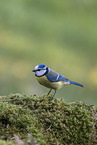 blue tit