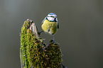 Bluetit