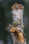 bluetit