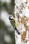 bluetit