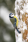 bluetit
