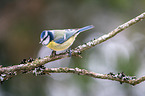 bluetit