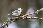 bluetit