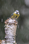 bluetit