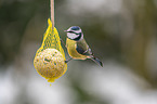 bluetit