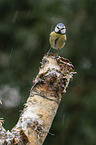 bluetit