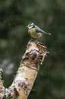 bluetit